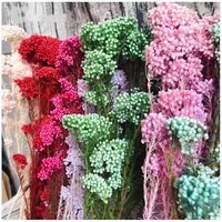 50g natural millet fruit dried flowerartificial plants for decoration garden decoration outdoorwedding gift for guest pampas