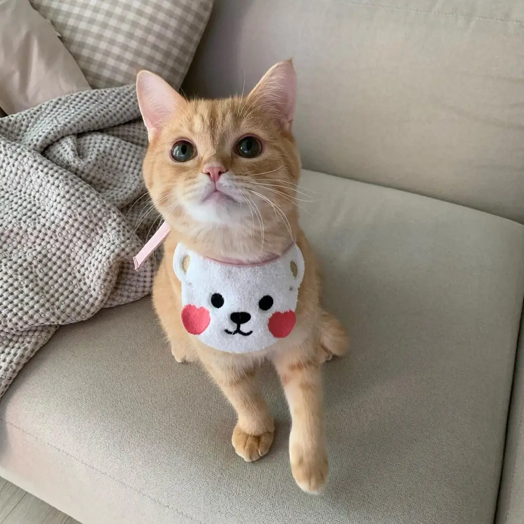 

Dog Cat Saliva Towel Cute Fashion Love/Blush/Bear Print Pet Bib For Puppy Kitten Embroidered Warm Scarf Photo Accessories