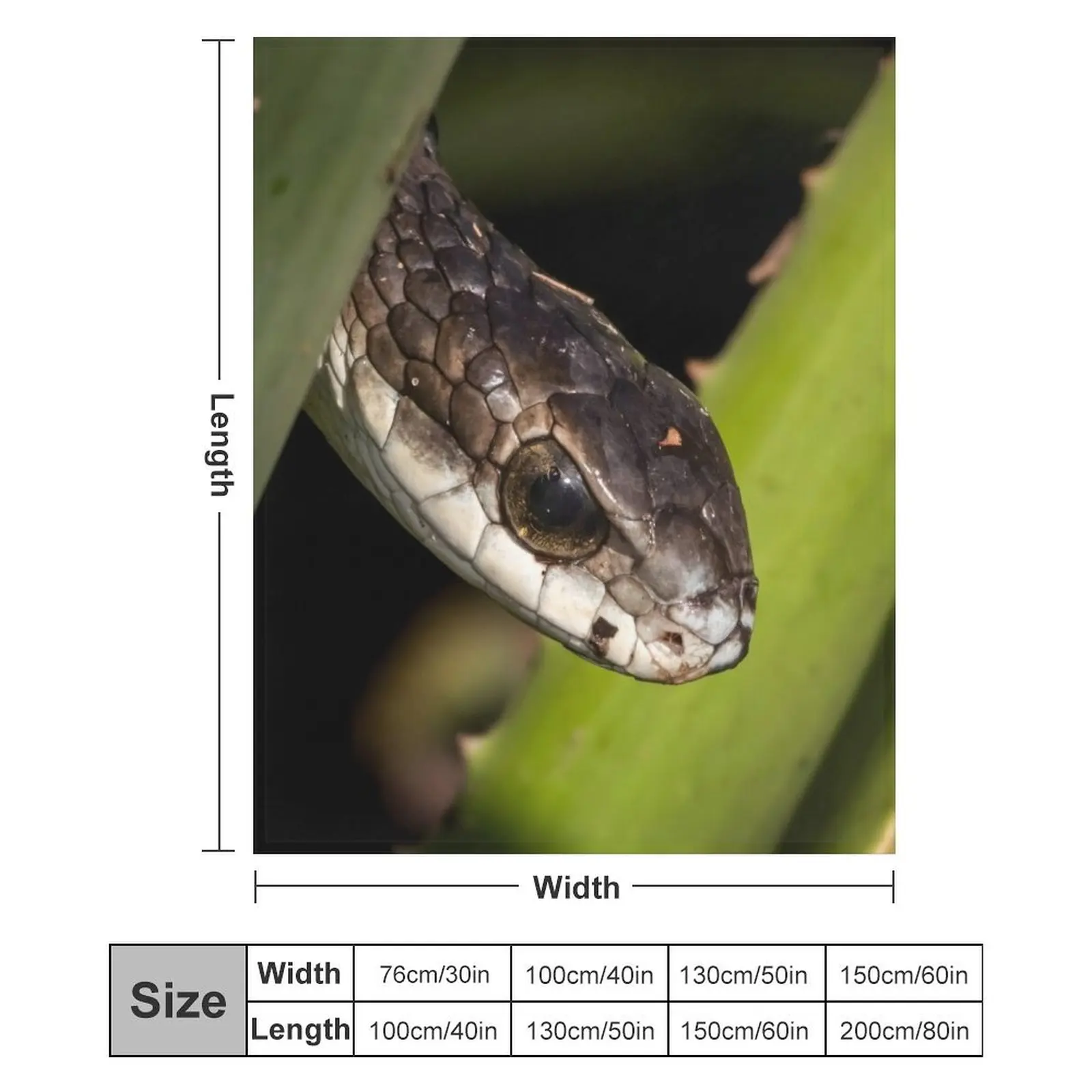 Плед Boomslang (Dispholidus typus)