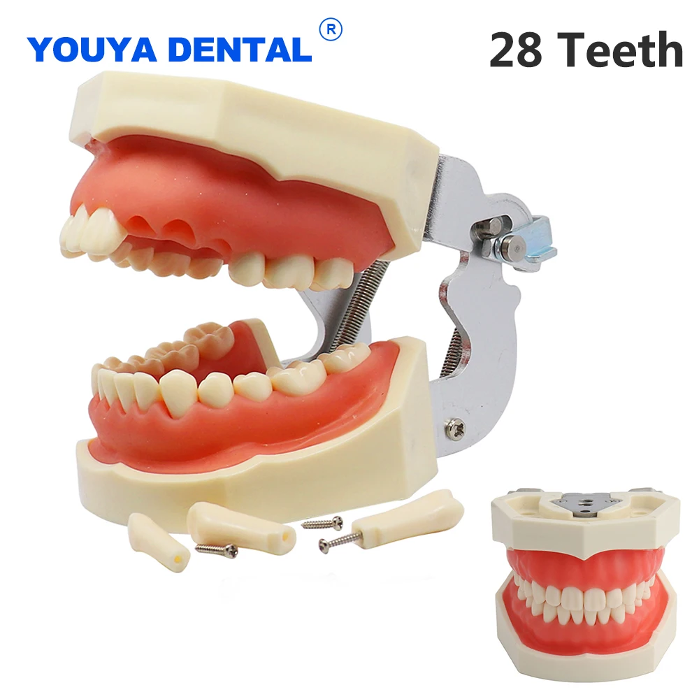 Dental Model Teeth Teaching Model Resin Typodont Training Model Gum Teeth Jaw Model Dentist Educational Demonstration Teaching