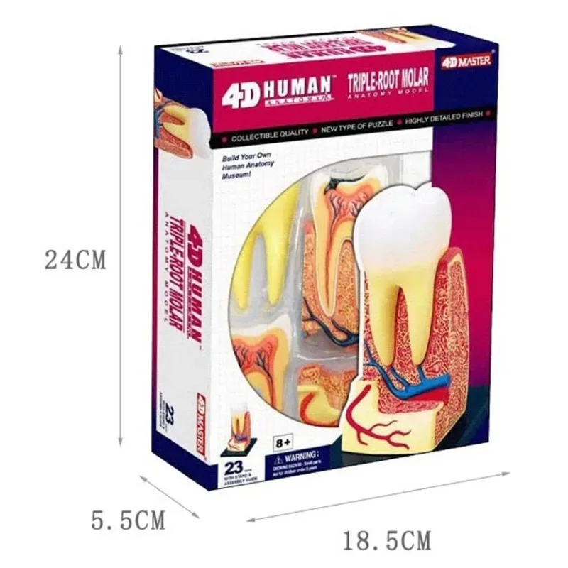 4D мастер модель зуба heymodel