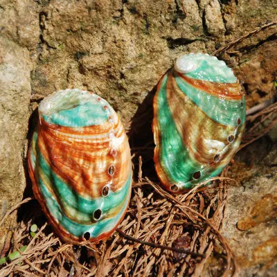 

2pcs Natural Conch Shell Abalone Shell Fish Tank Landscape DIY Handmade Material Painting Room Decoration Photography Props