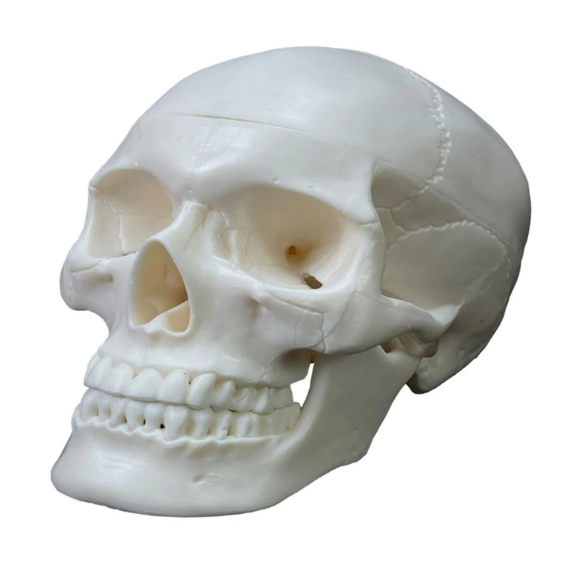 

Human Skull Anatomical Model,Life Size Human Anatomy Head Skeleton Model Includes Full Set of Teeth,Removable Skul Cap