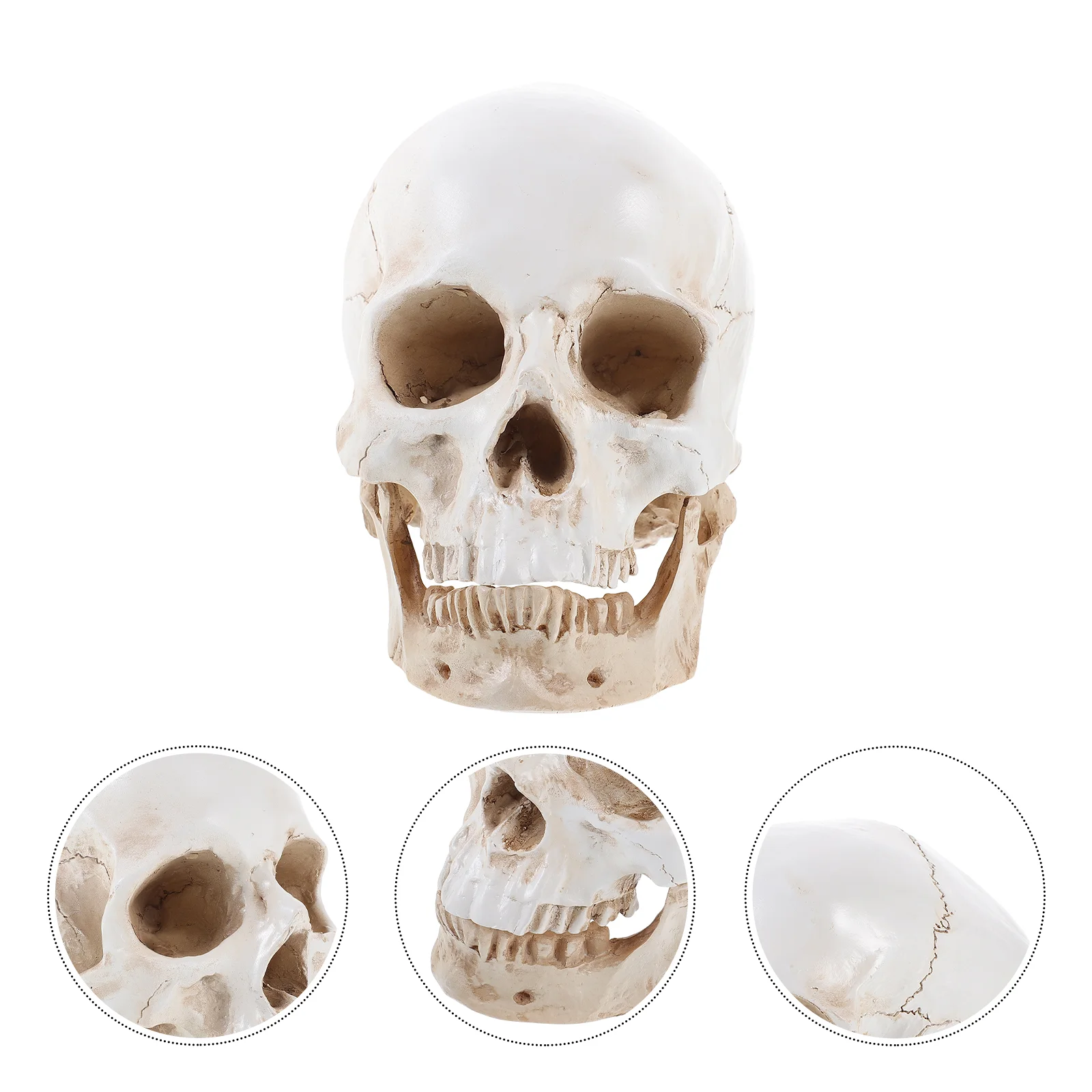 

Human Model Detachable Head Model Teaching Model Anatomy Model