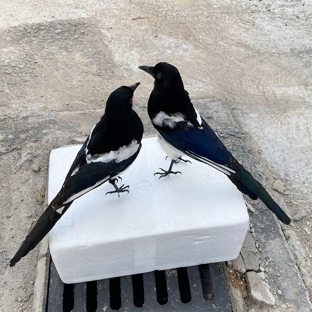 

2 шт., наполнитель для аксидермии, Pica pica eurasia Magpie