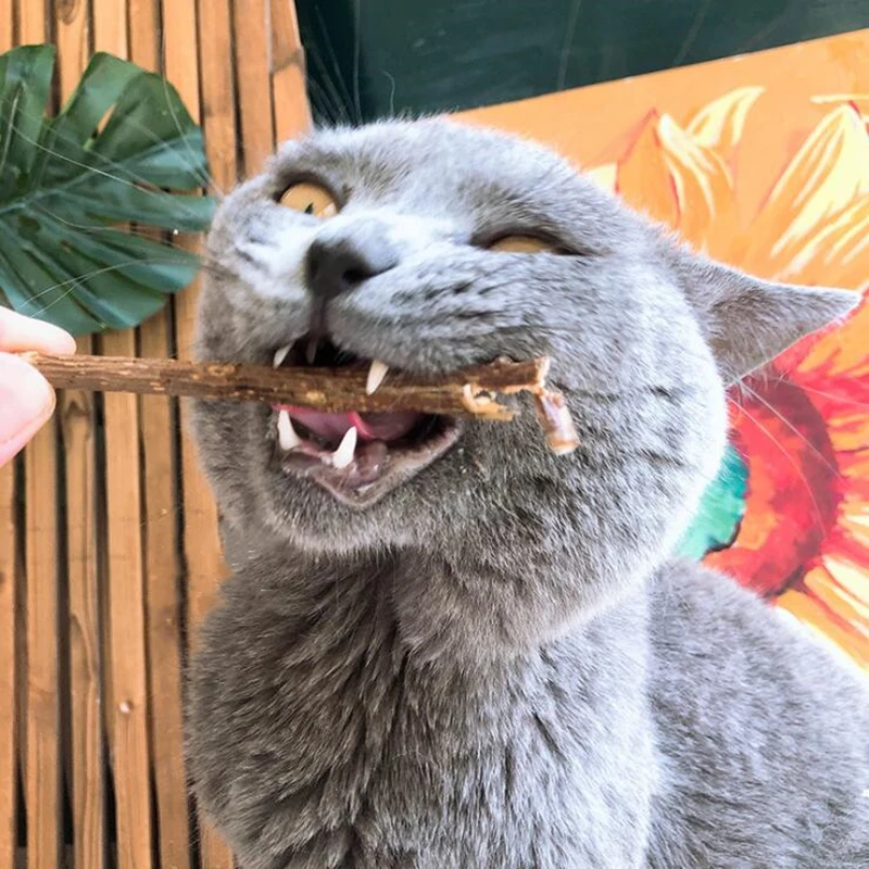 

Natural Catnip Pet Cat Molar Toothpaste Stick Cat Snacks Sticks Pet Cleaning Teeth Matatabi Actinidia Fruit Silvervine