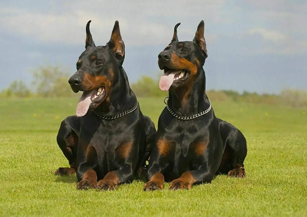 LAOJI DIBIOUR A Dog Сидящая в траве Великолепная винтажная модель паб клуб кафе бар