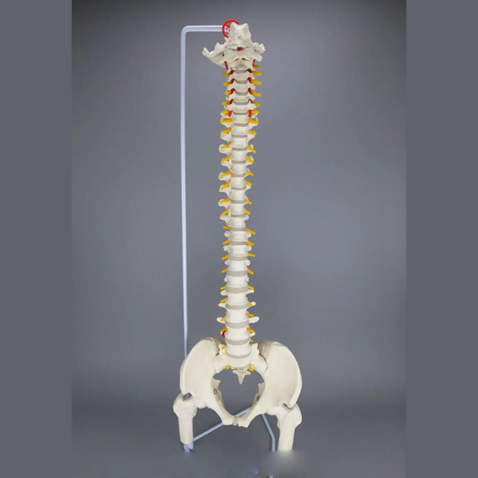 85CM Human Anatomical Model Spinal Column Flexible Spinal Column With Leg Bones Medical Teaching