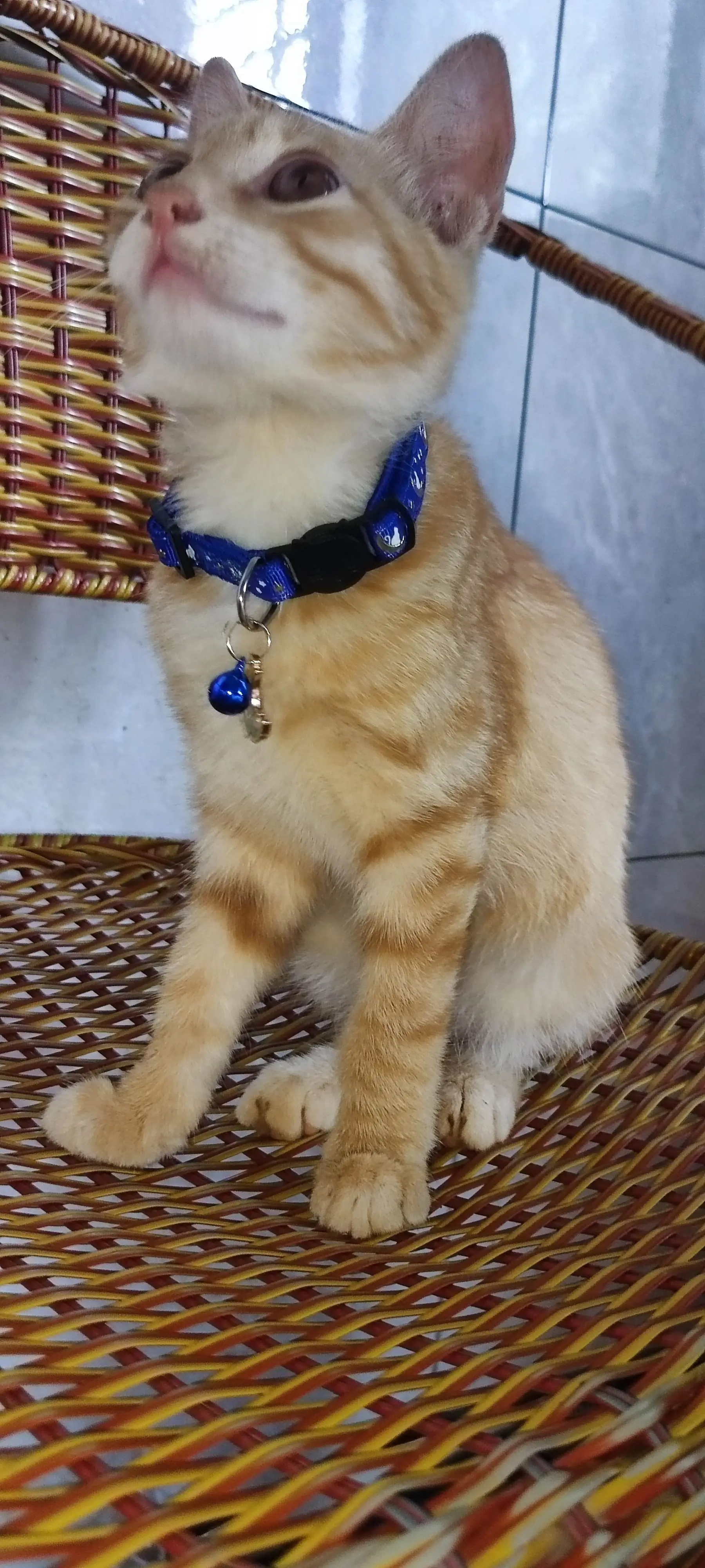 Лидер продаж воротник для кошек с мерцающими звездами и Луной подвеской-модный