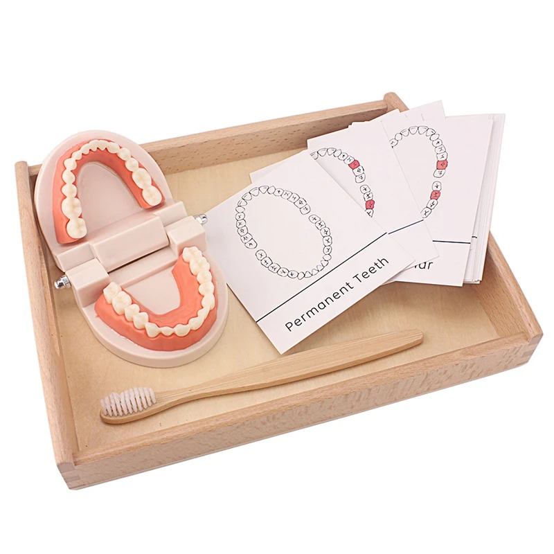 

Обучающие игрушки Монтессори для детей Раннее Обучение Дети интеллект чистка зубов учебные пособия имитация практичной жизни