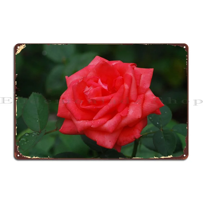 

Металлический знак «Красная роза», «ржавая стена», дизайн, персонаж, настенная пещера, жестяной знак, плакат