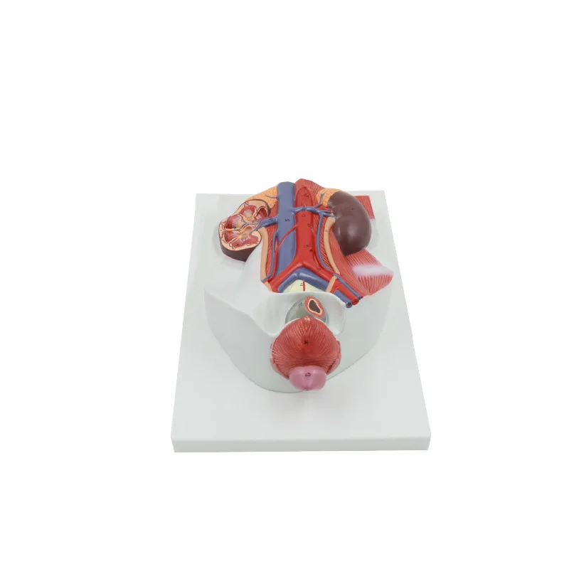Male Genitourinary System Urinary System Model Urinary System Model Anatomical Model