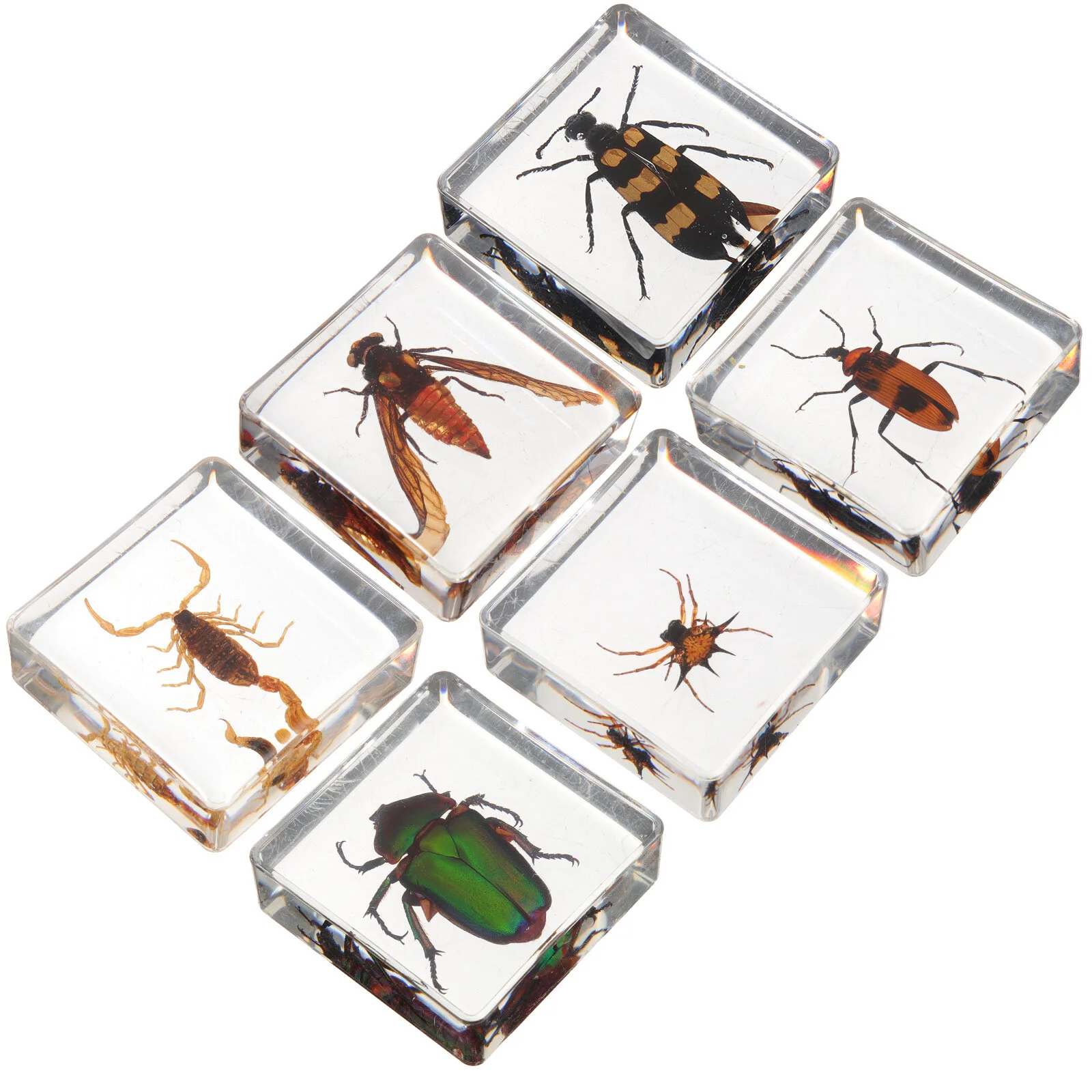 

6 Pcs Insect Specimen Insects Desktop Decors Ornament Table Decorations Ornaments Resin Adorn Natural Delicate Student Home
