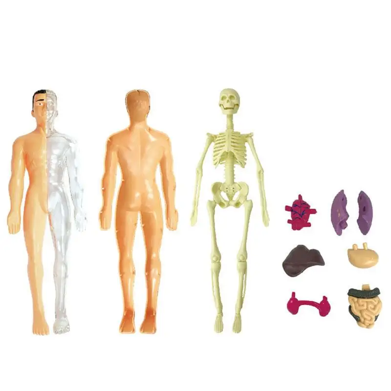

Human Body Anatomy Model For Kids Torso Anatomy Model With Removable Parts Educational Science Kits For Medical Student Learning