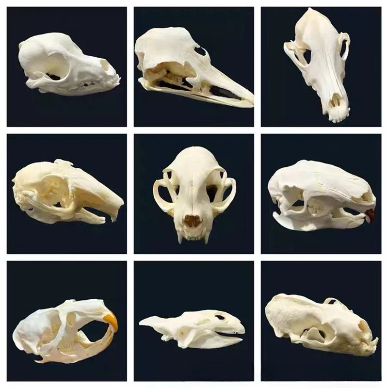 Animal Taxidermy Crocodiles Skull DIY Crafts CollectionsSkull Resin Decoration Special Gift Skeleton Snake Teaching Model
