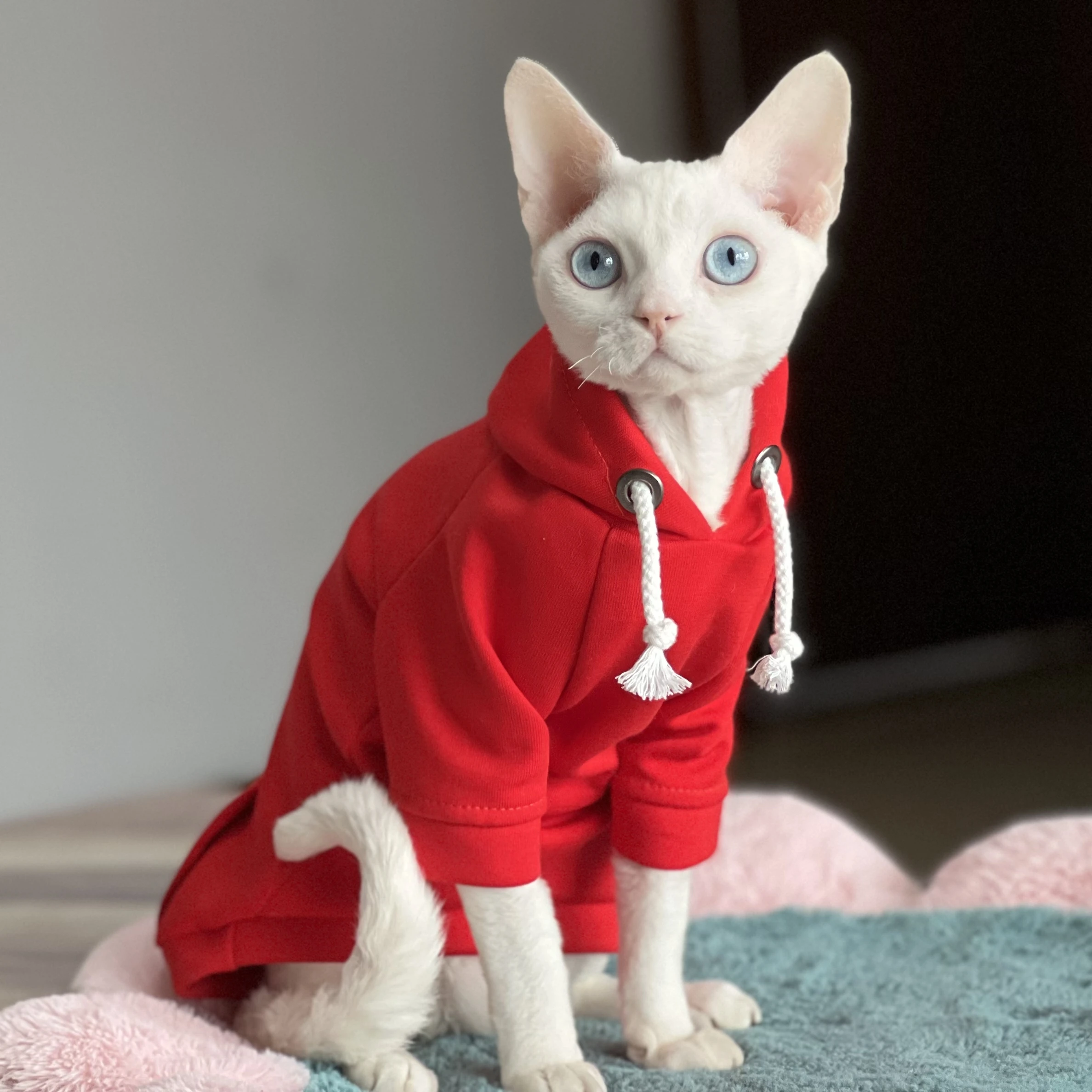 C&C Red Sphinx Devon Rex cat clothes cotton Spring autumn warm Kitty shirt Kitty Pet Apparel for Cat Sphynx Hairelss Cat Clothes