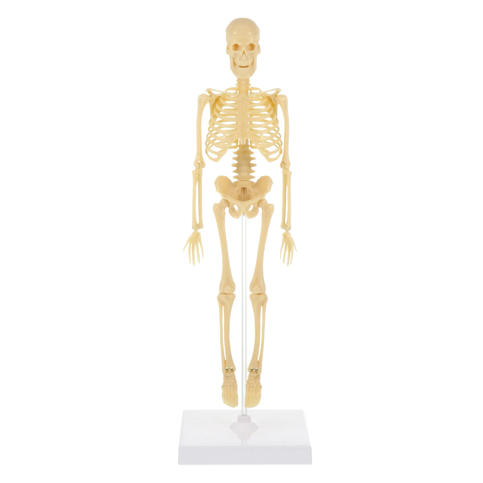 

DIY Assembly Manikin Model Simulation Mannequin Model Kids Toy