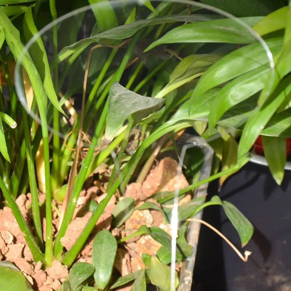 Креативные акриловые этикетки для садоводства полупрозрачные маркеры в форме