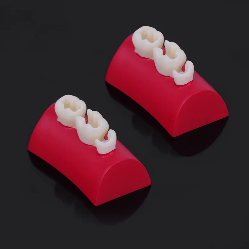 Модель для упражнений с зубной инкрустацией 2 шт.