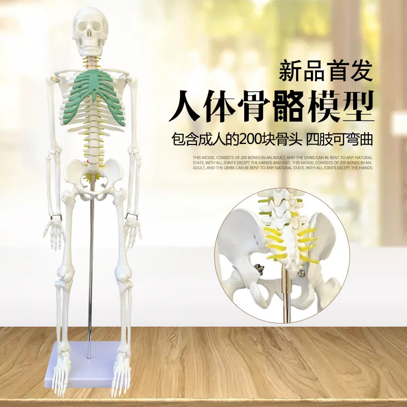 

Медицинский скелет человека для изобразительного искусства, модель костной медицины 85 см, обучающая модель для поясничного отдела позвоночника