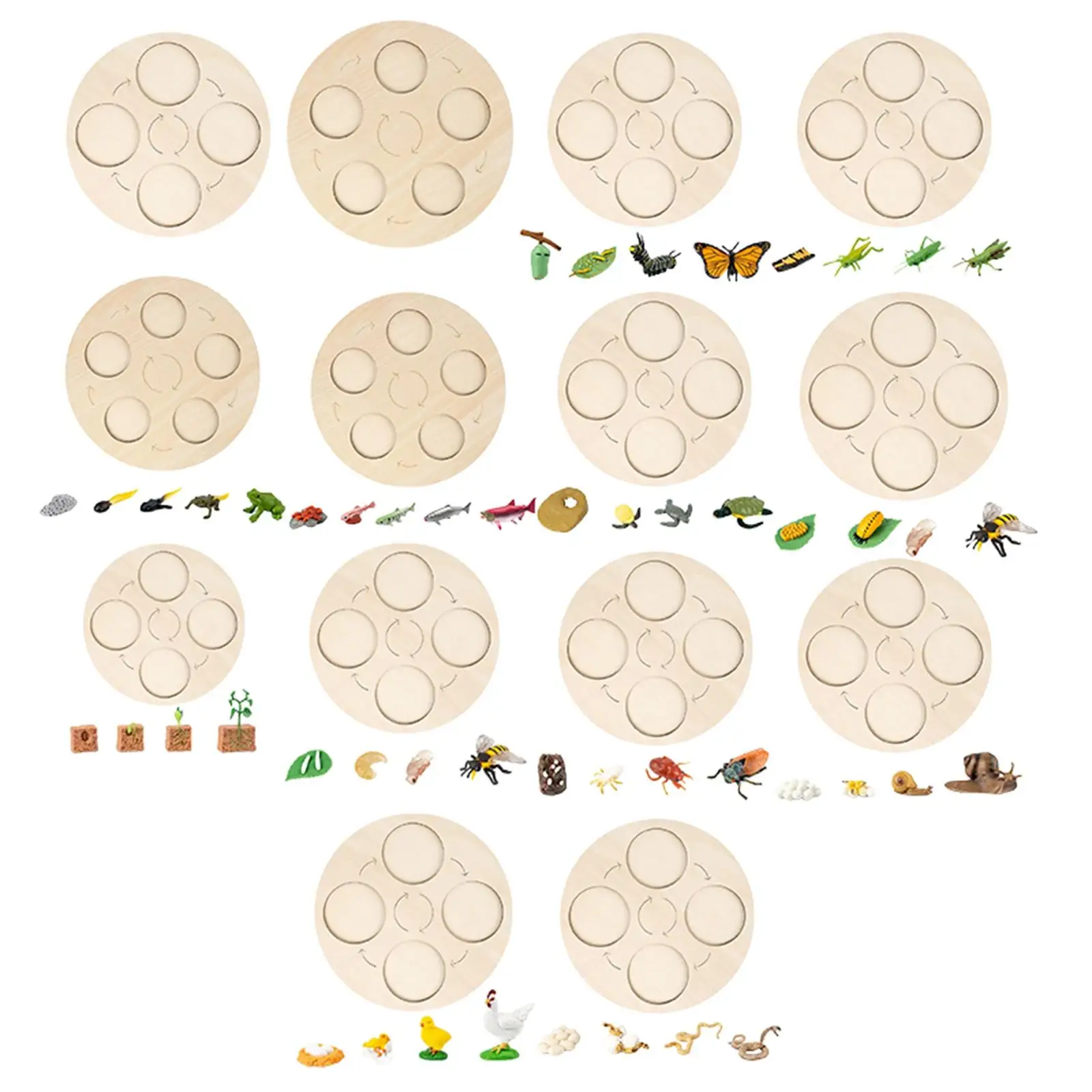 

Montessori Life Growth Cycle Board Early #Educational for Preschoolers