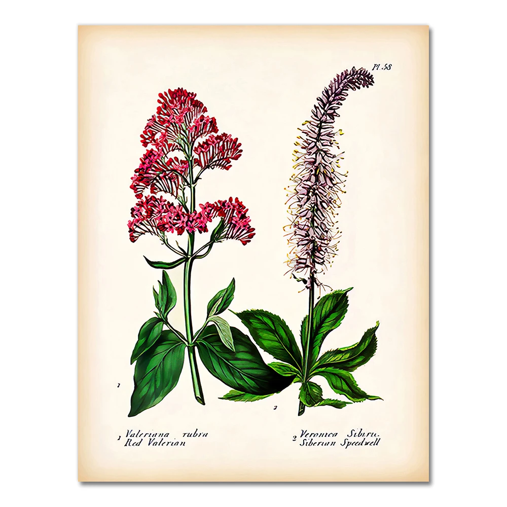 

Антикварные ботанические постеры AliPaint