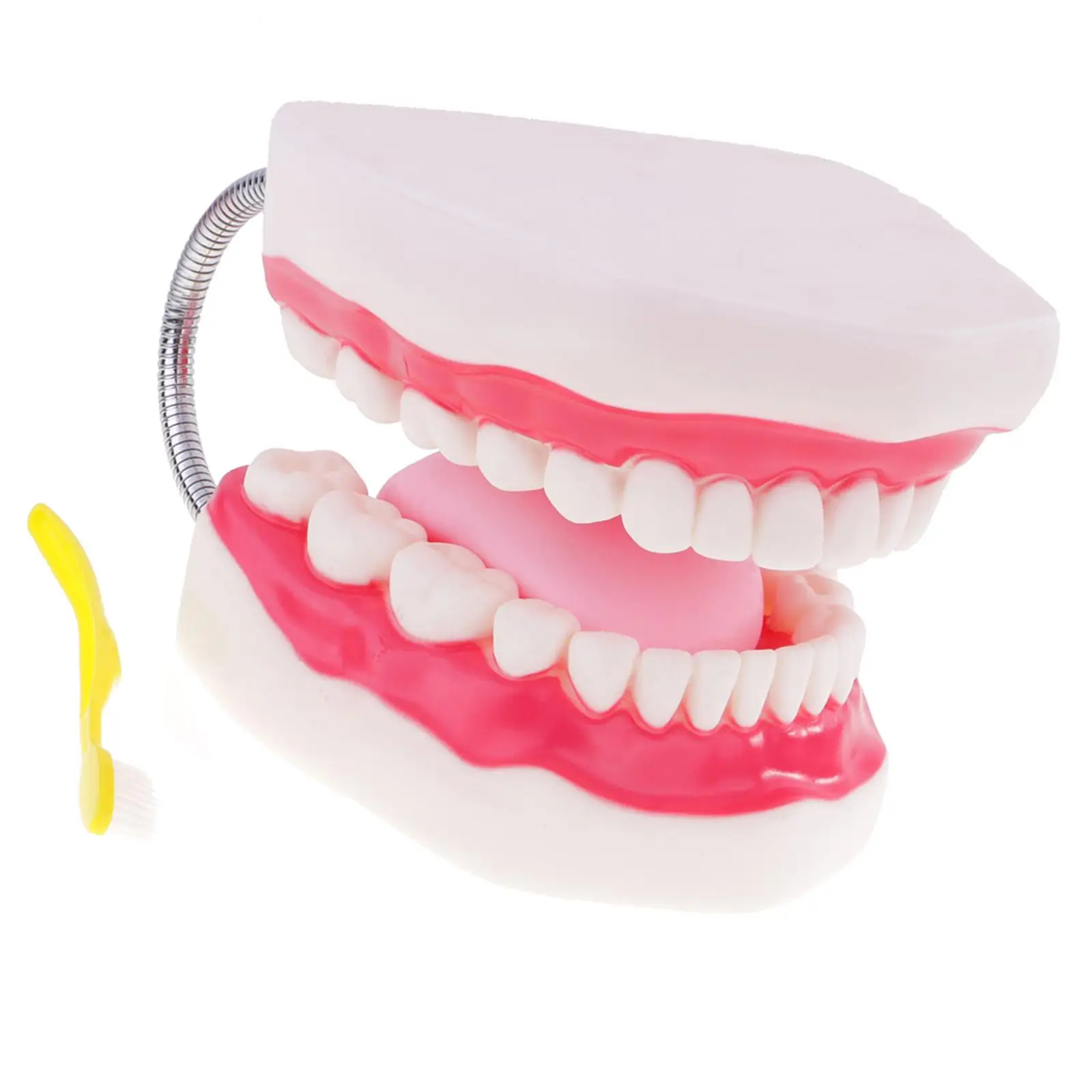 

Human Mouth Model Educative Mouth Caring Display Magnification 6x