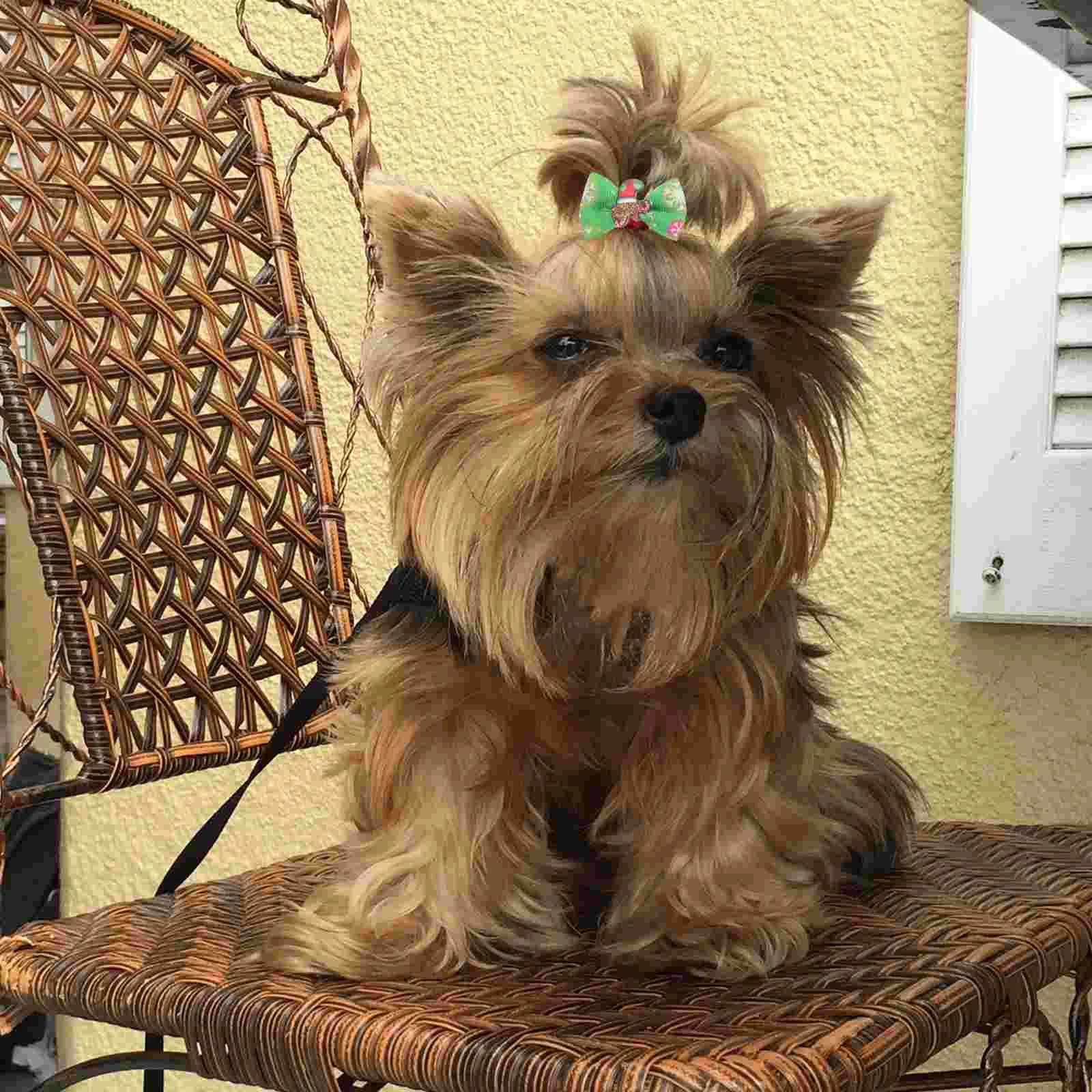 30 Pcs Mini Travel Elastic Bands for Hair Dog Clippers Grooming Christmas Bows Rope