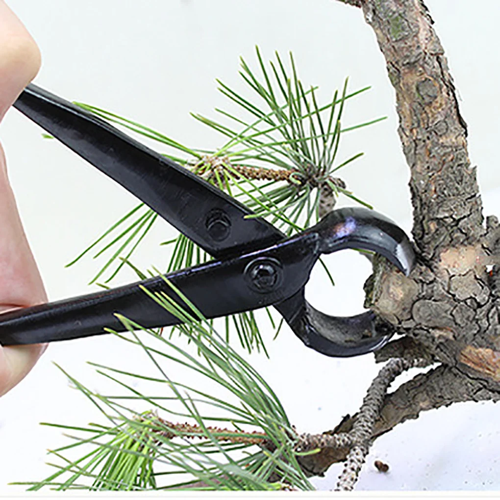 

Plant Pruning Shears Carbon Steel Garden Flower Branch Tree Bonsai Round Edge Snip Trimmer Grass Scissors Manual Tools