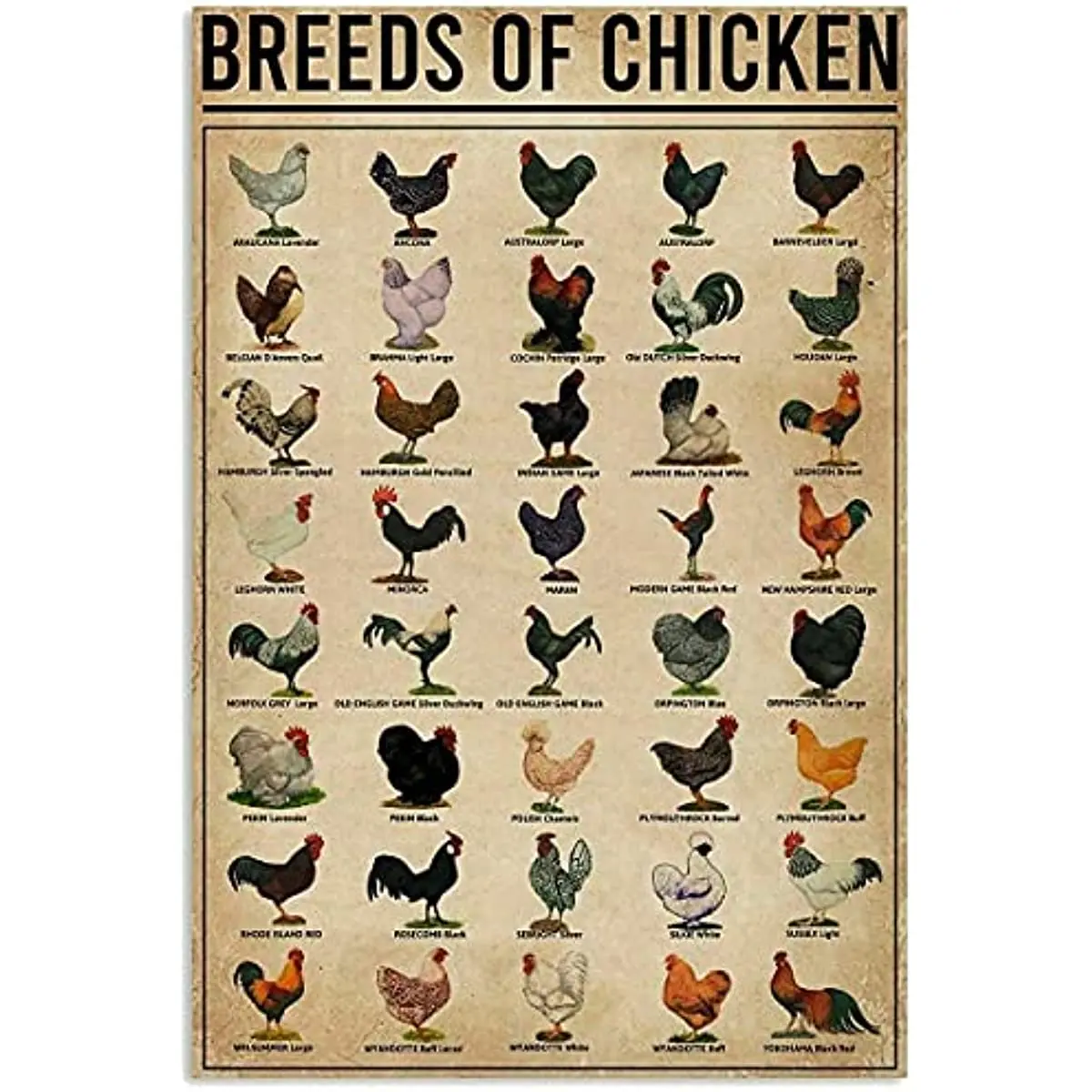 

Custom Chicken Variety Poster Wall Art Home Decoration Retro Iron Painting Metal Tin Logo Coffee Shop Bar Restaurant Tin Logo
