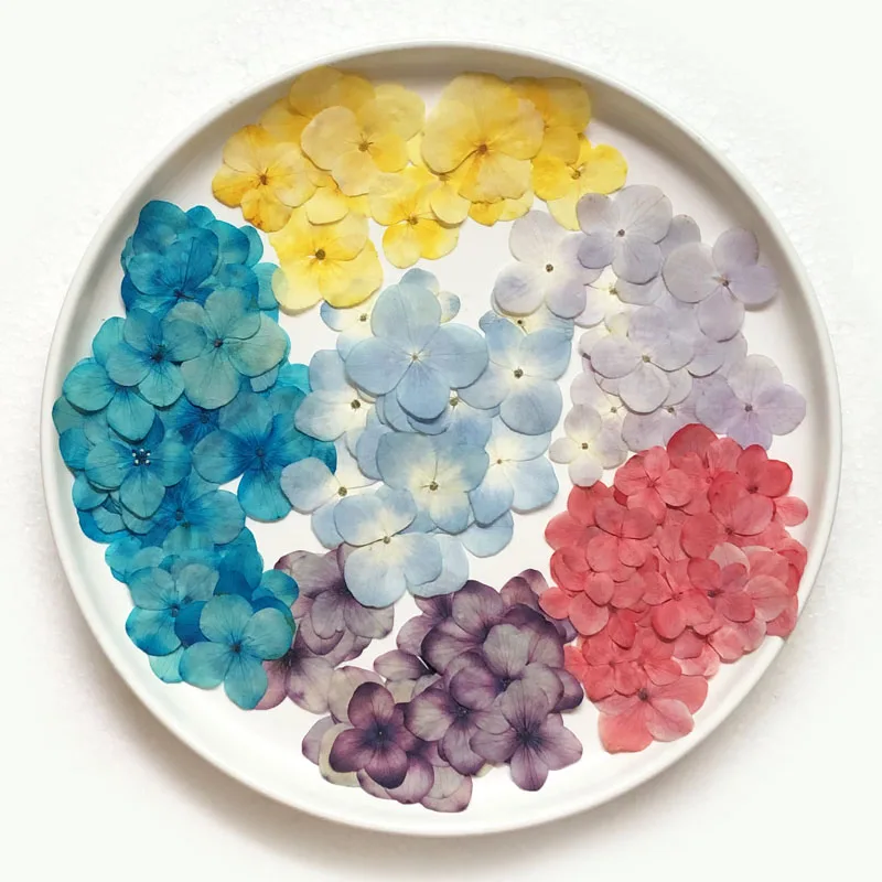 60X прессованный высушенный впитываемая Гортензия крупнолистная Цветочные