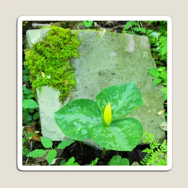 

Trillium Luteum Магнитная красочная Магнитная игрушка, милый детский Декор для дома, детей, для детской холодильника, забавный держатель