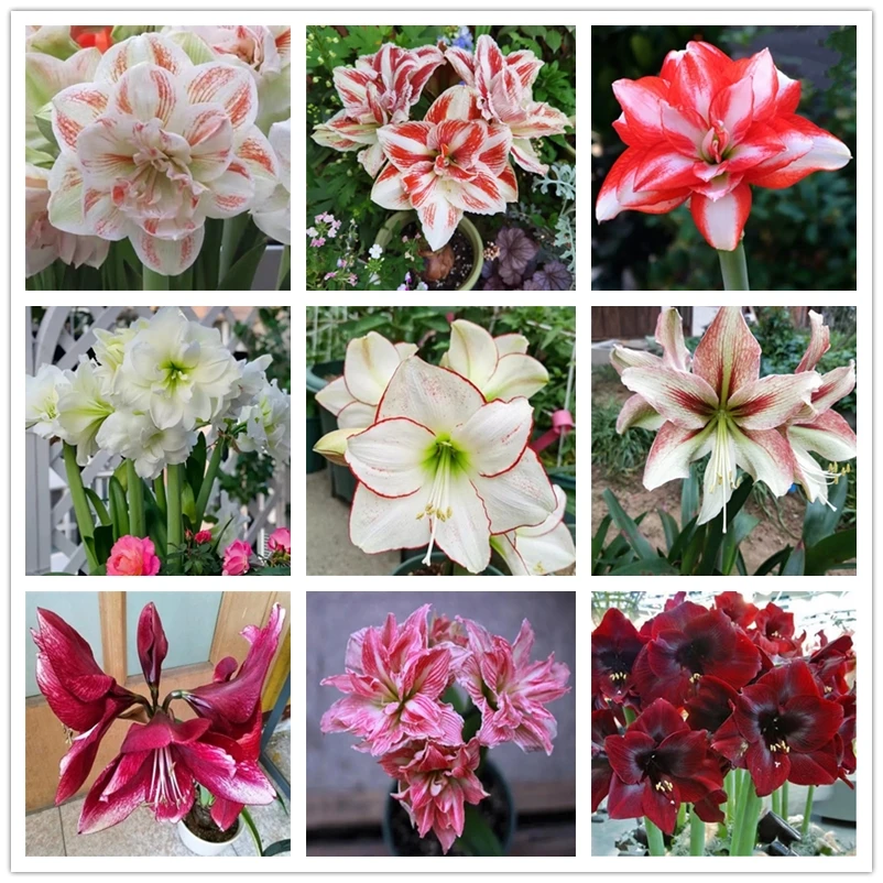 

Fragrant Amaryllis Bulbs Nature Flower 2Pcs
