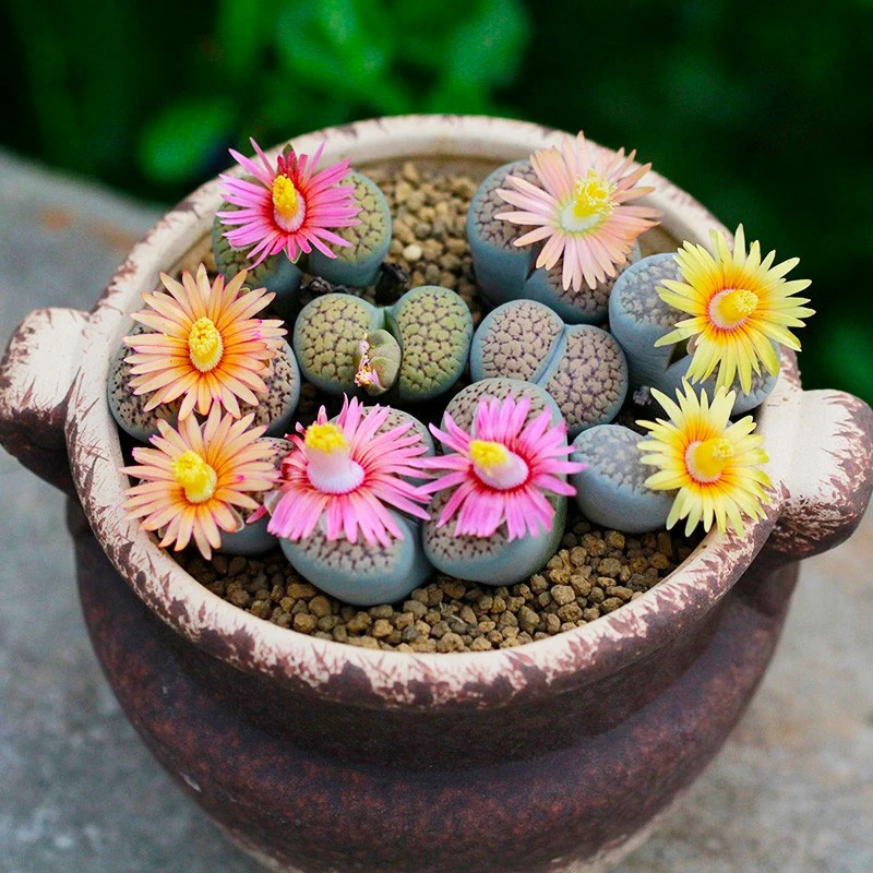

100 "Lithops" Semillas