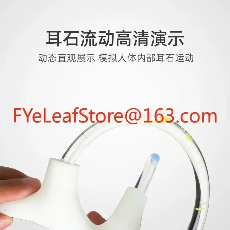 forsemic Круглая анатомическая модель отолитного канала Скелетная кохлеарная