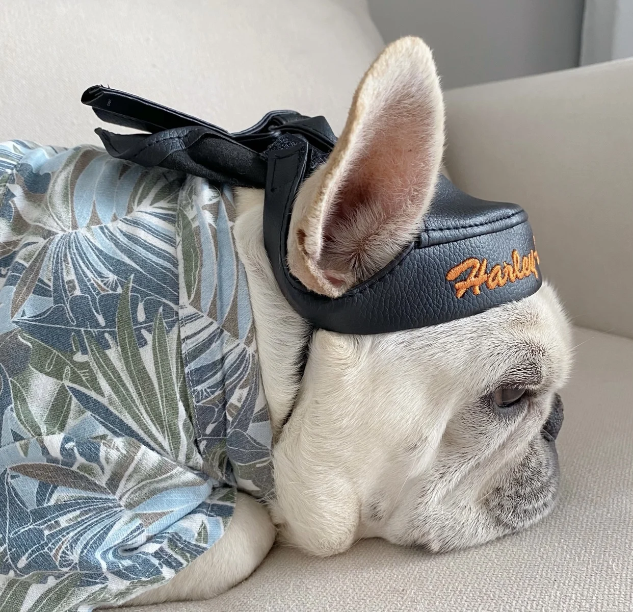 

MPK New Series Dog Leather Hat Photo Props Pet Dog Headdress Also Suitable For Cat