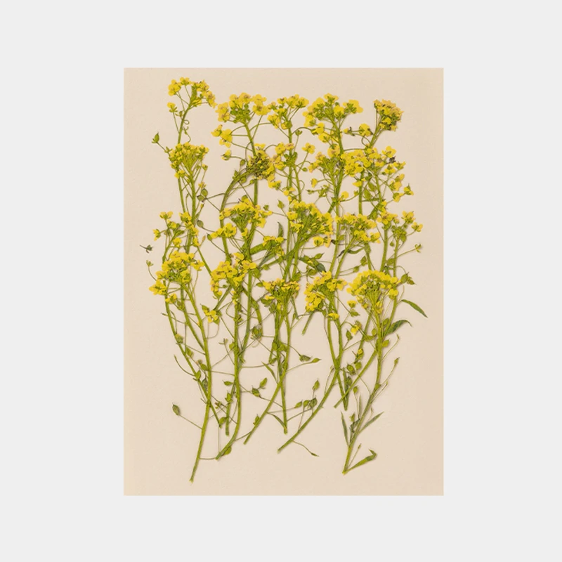 Натуральные сушеные цветы растения 15 цветов для самостоятельного изготовления