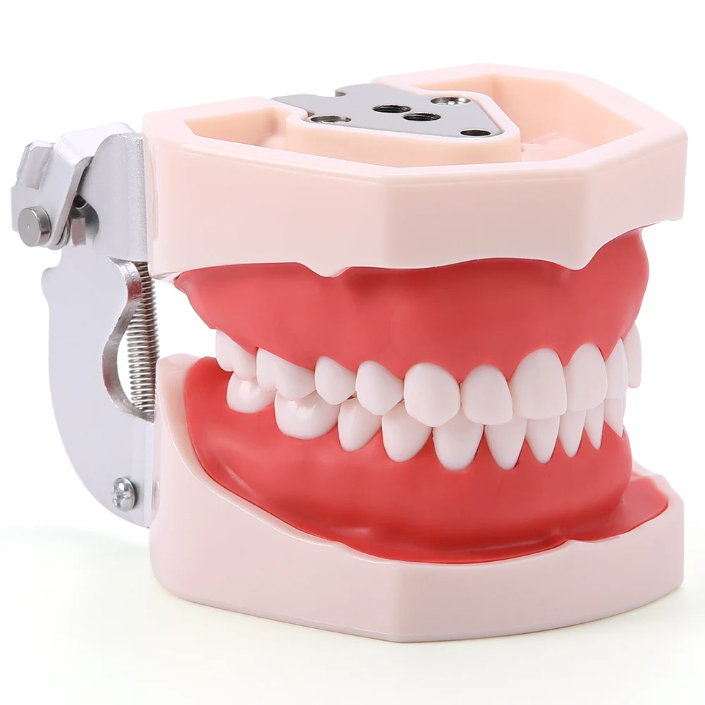 Azdent Dental Model Training Dental Technician Practice With Removable Typodont Teeth Dentistry Equipment images - 6