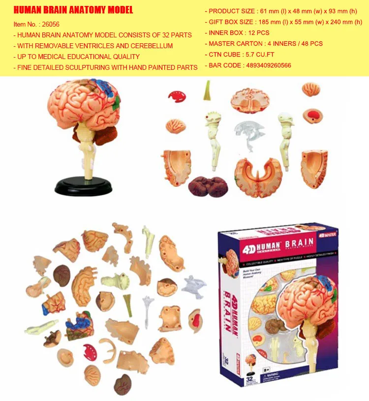 

4D Master Human Brain Model Structure Assembled Anatomy Dimensional 32pcs Set