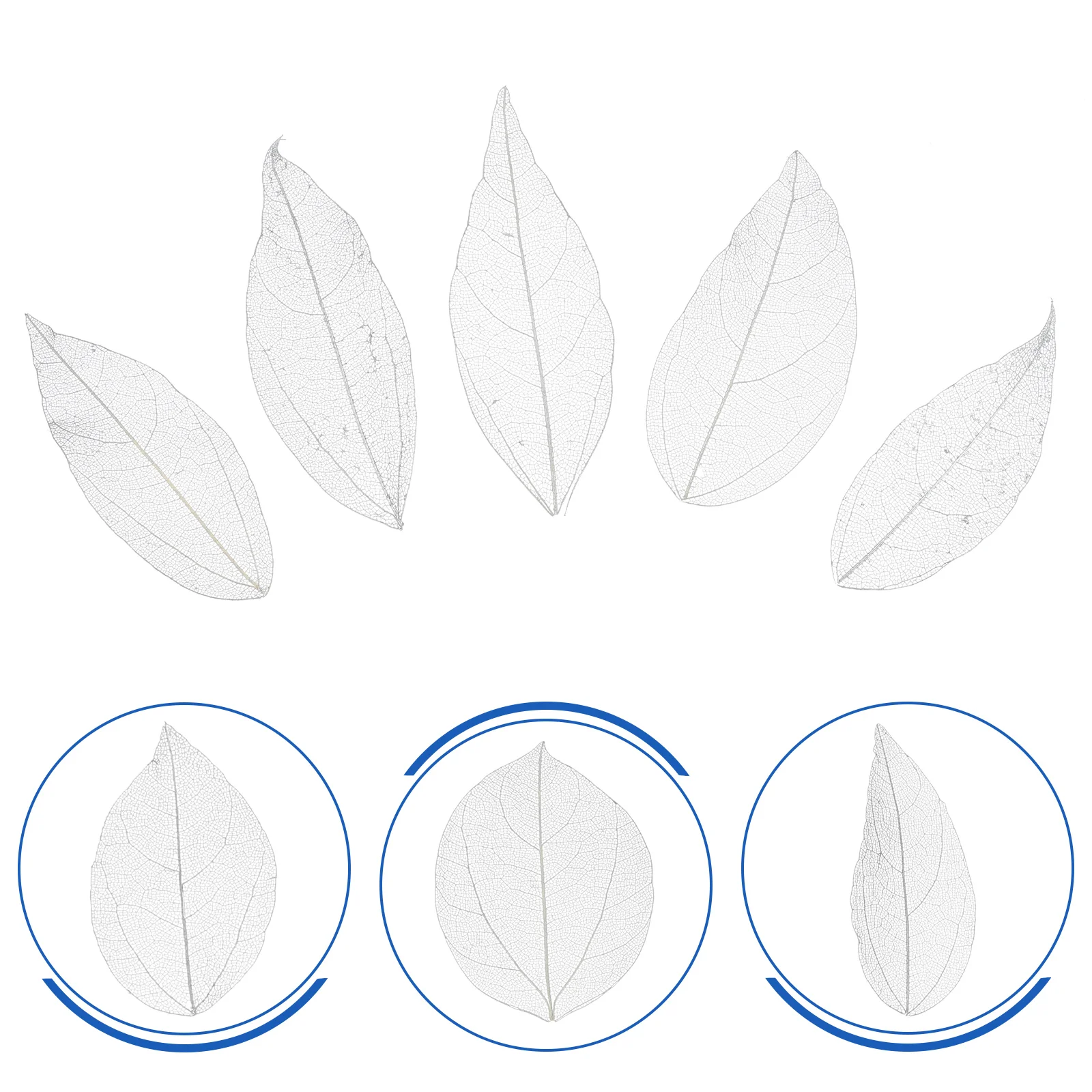 20pcs Handcraft Embellishment Decoration DIY Natural Leaves