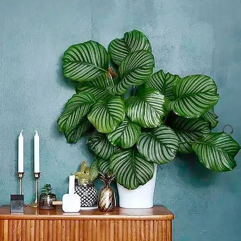 

57CM Artificial Simulation Arrowroot Green Apple Leaf Green Plant Plastic Rare Fake Flower Home Hotel Office Home Decoration
