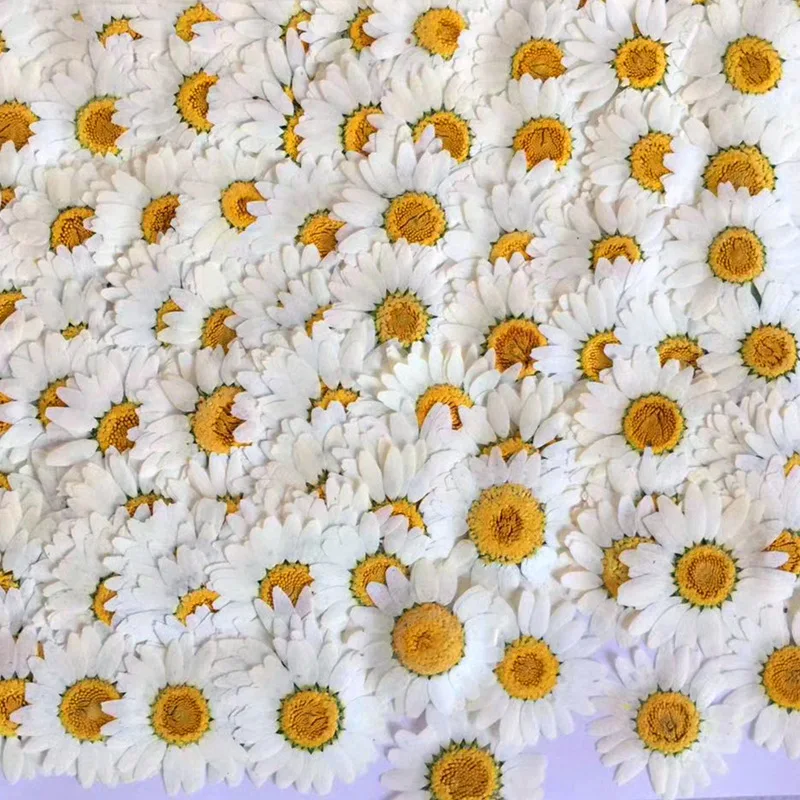 

12pcs 2.5-3.5cm Pressed Dried White Chrysanthemum Paludosum Flower For Jewelry Bookmark Phone Case Postcard Invitation Card DIY
