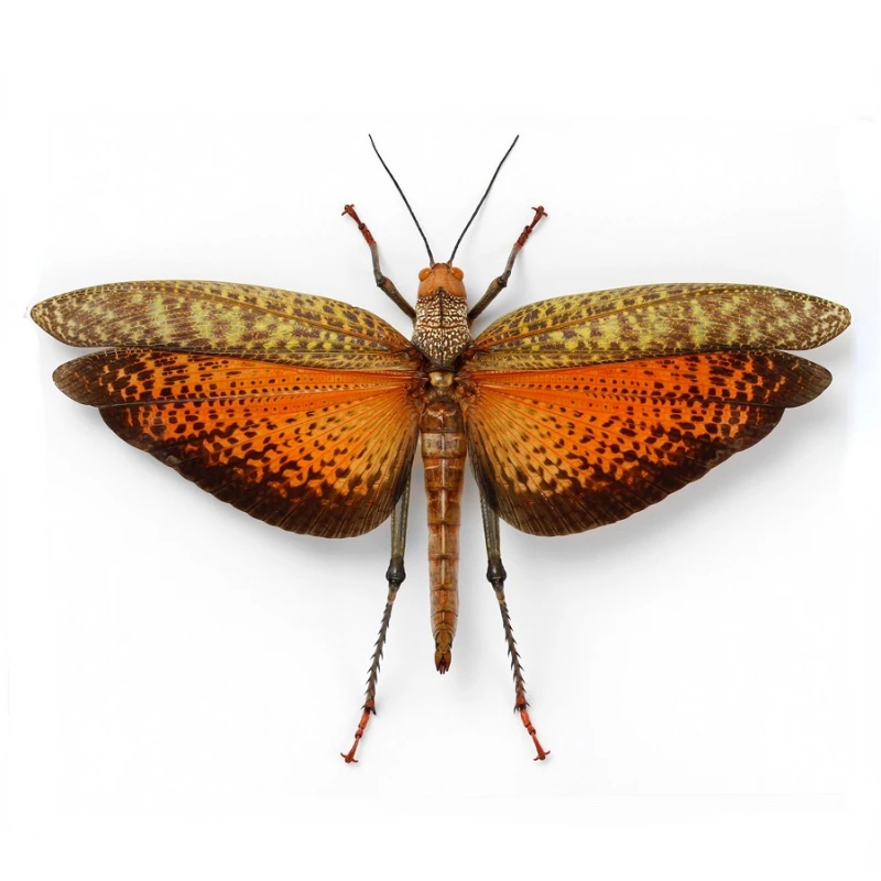 Тропидакрис Кристальный образец diy коллекция художественных изделий аксессуары