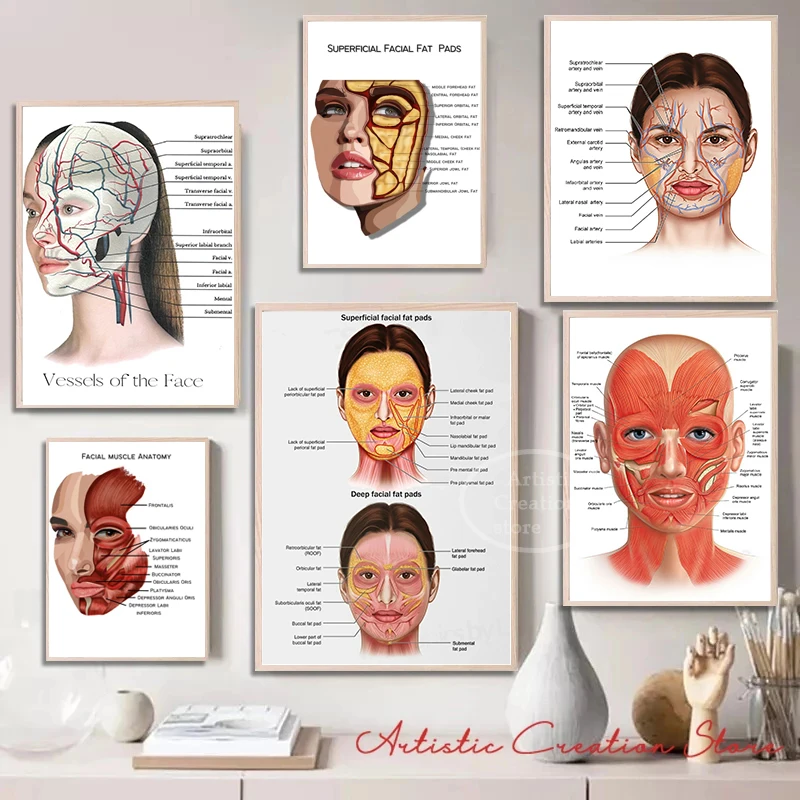 

FACE ANATOMY MUSCLES VEINS Detailed Chart Science Art Print Canvas Poster for Medical Clinic Education Wall Art Home Decoration