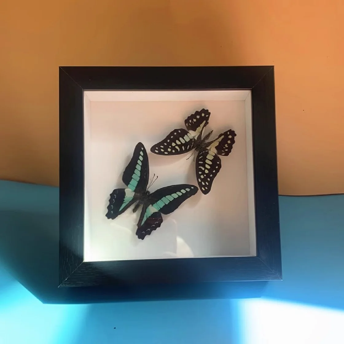 Рамка для демонстрации растений и насекомых трехмерная фоторамка коробка