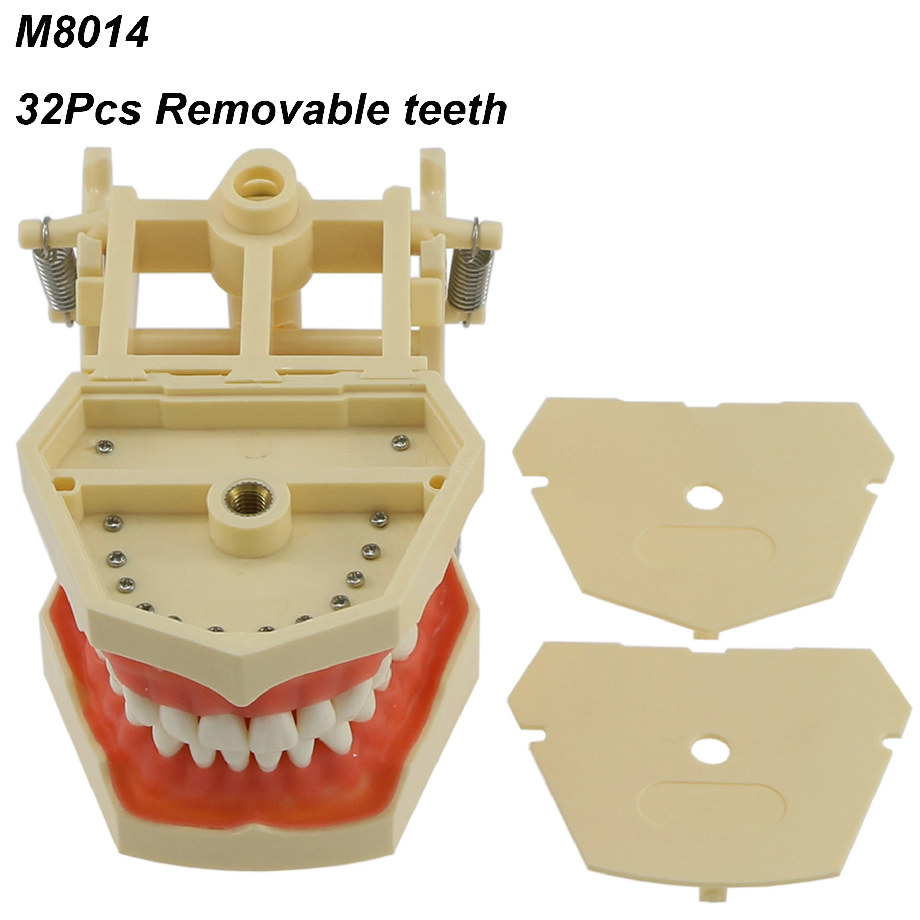 

Dental 32Pcs Removable Standard Practice Screw-in Teeth Model Demo M8014 Filling Fit Frasaco AG Type Typodont Soft Gingivae