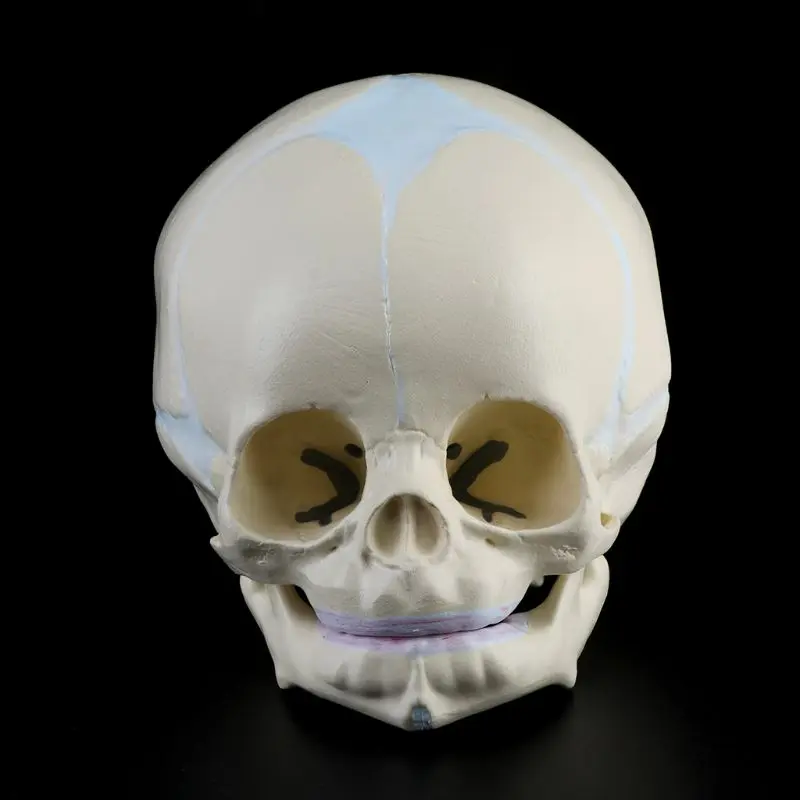 Череп малыша. Модель черепа. Анатомическая модель детского черепа. Человеческий череп детский.