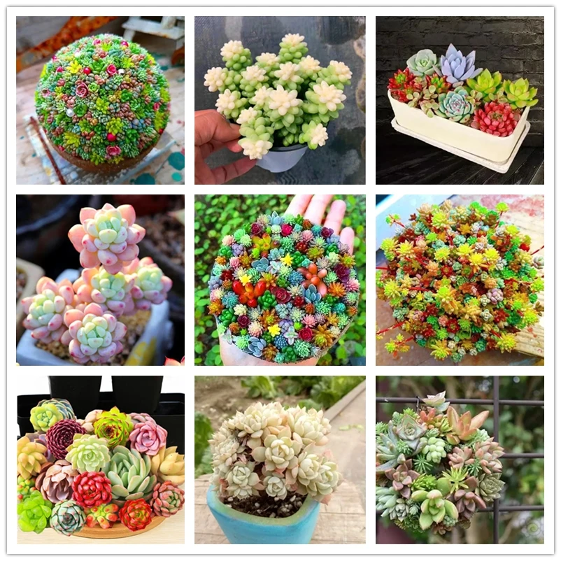 

Lithops благовония ароматные живые камни искусственные благовония 50 шт.