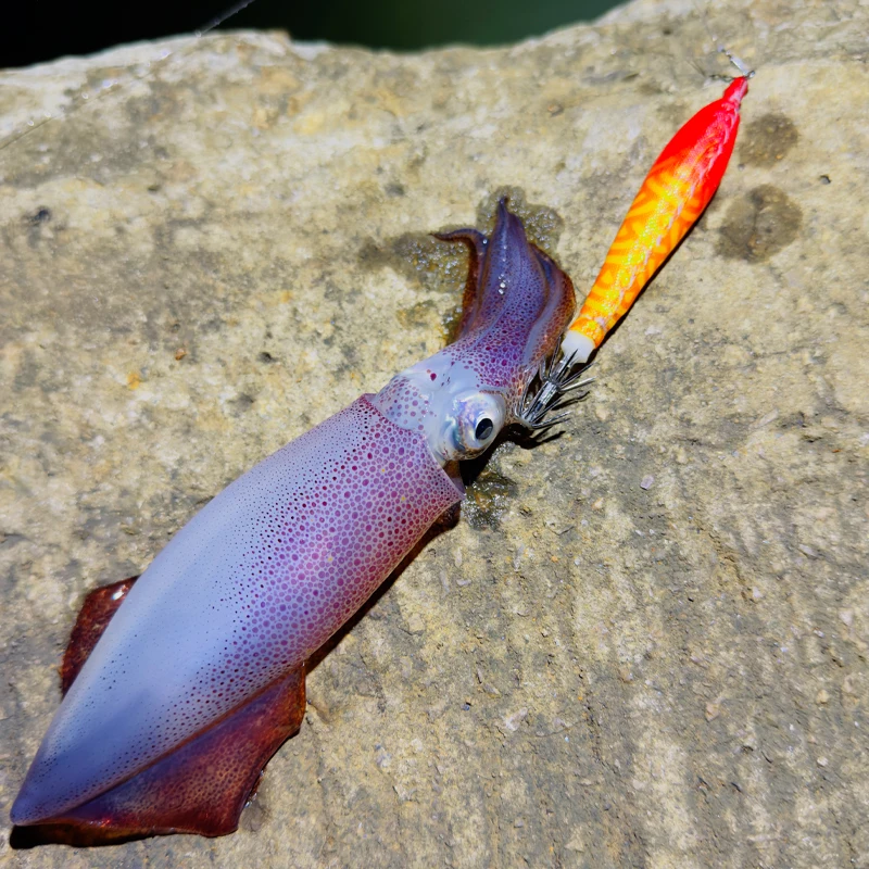 FUKUSHIMA SIGMA SQUID JIG GLOW BODY ДВОЙНЫЕ КРЮЧКИ OPPAI SUTTE NUNOMAKI МЯГКИЕ КОДЫ ATTRACTS SQUID BAIT SHRIMP ФОРМА (art.: 3920d247fd63e) - 3920d247fd63e