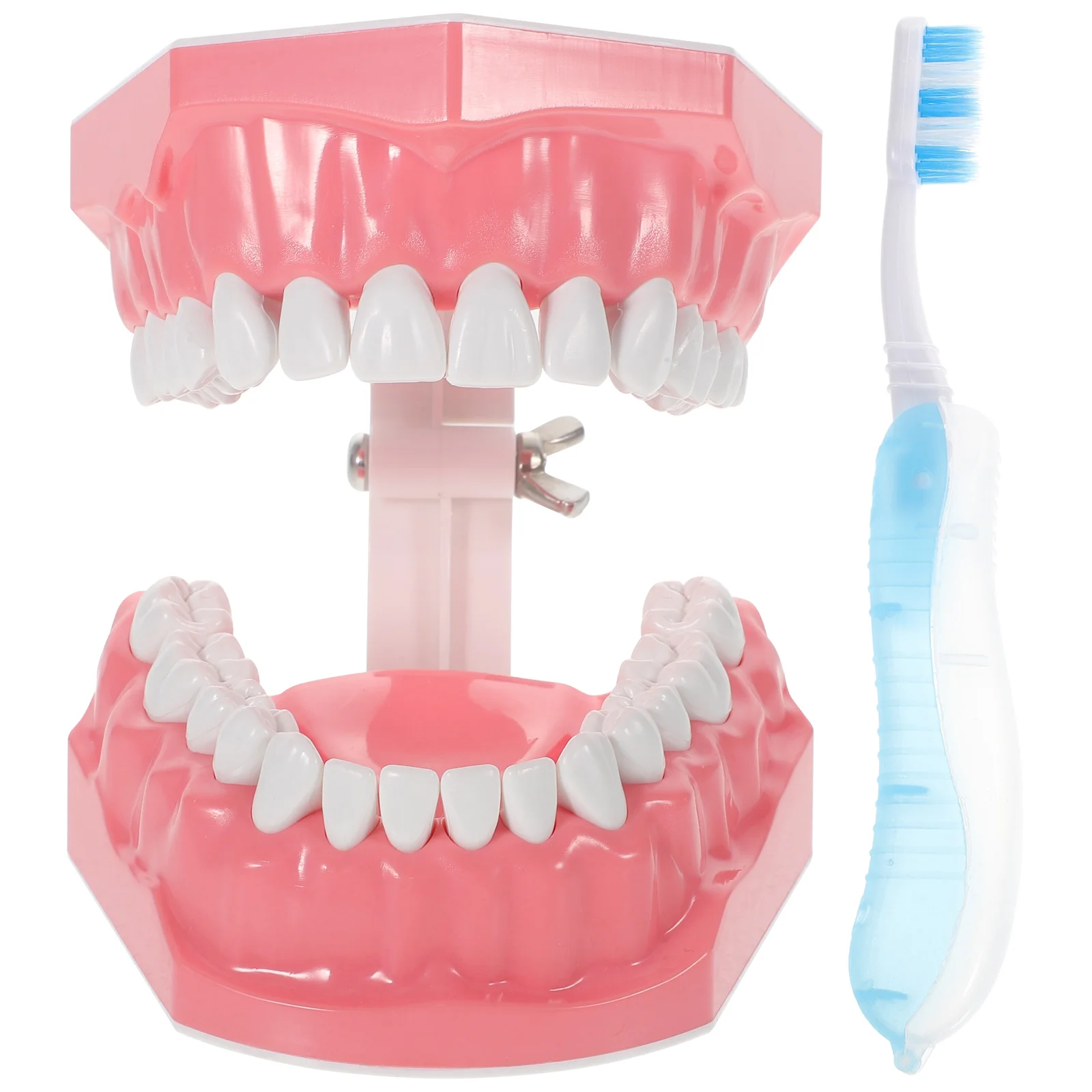 Gadgets Kids Model Supplies Typodont Tooth Brushing Model Models Tooth Brushing Model Child